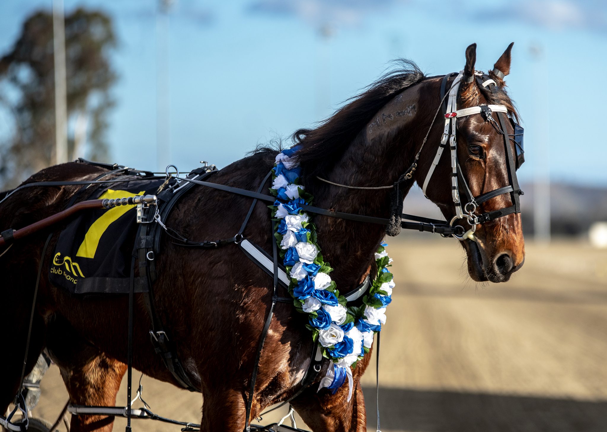 NSW Breeders Challenge Blue NSW Breeders Challenge & Trot NSW