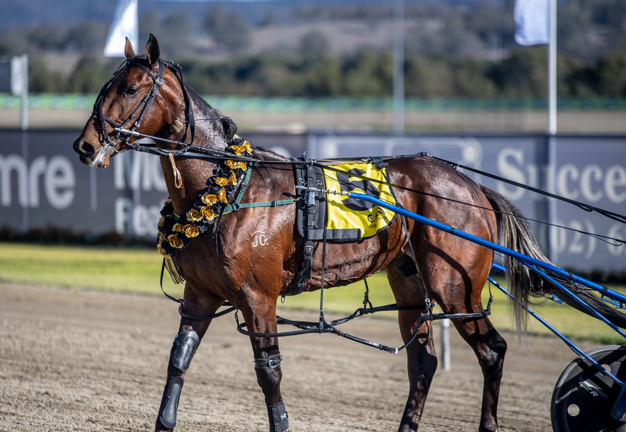 Owners Bonus NSW Breeders Challenge & Trot NSW